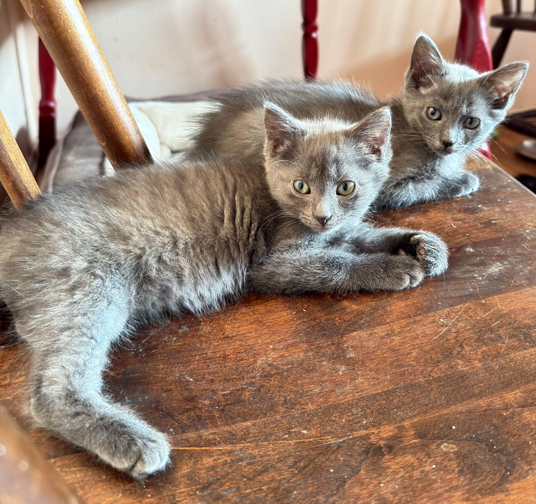 Enlarge Sango & Kagome, a ADOPTABLE Domestic Short Hair in Pittsburgh, PA image 2/6