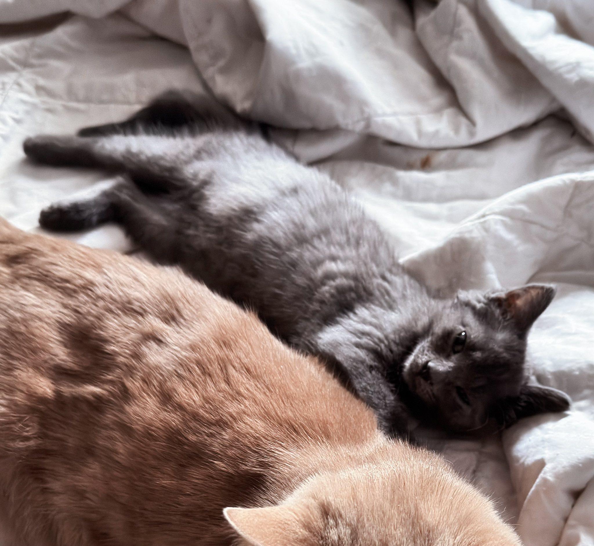 Enlarge Sango & Kagome, a ADOPTABLE Domestic Short Hair in Pittsburgh, PA image 5/6