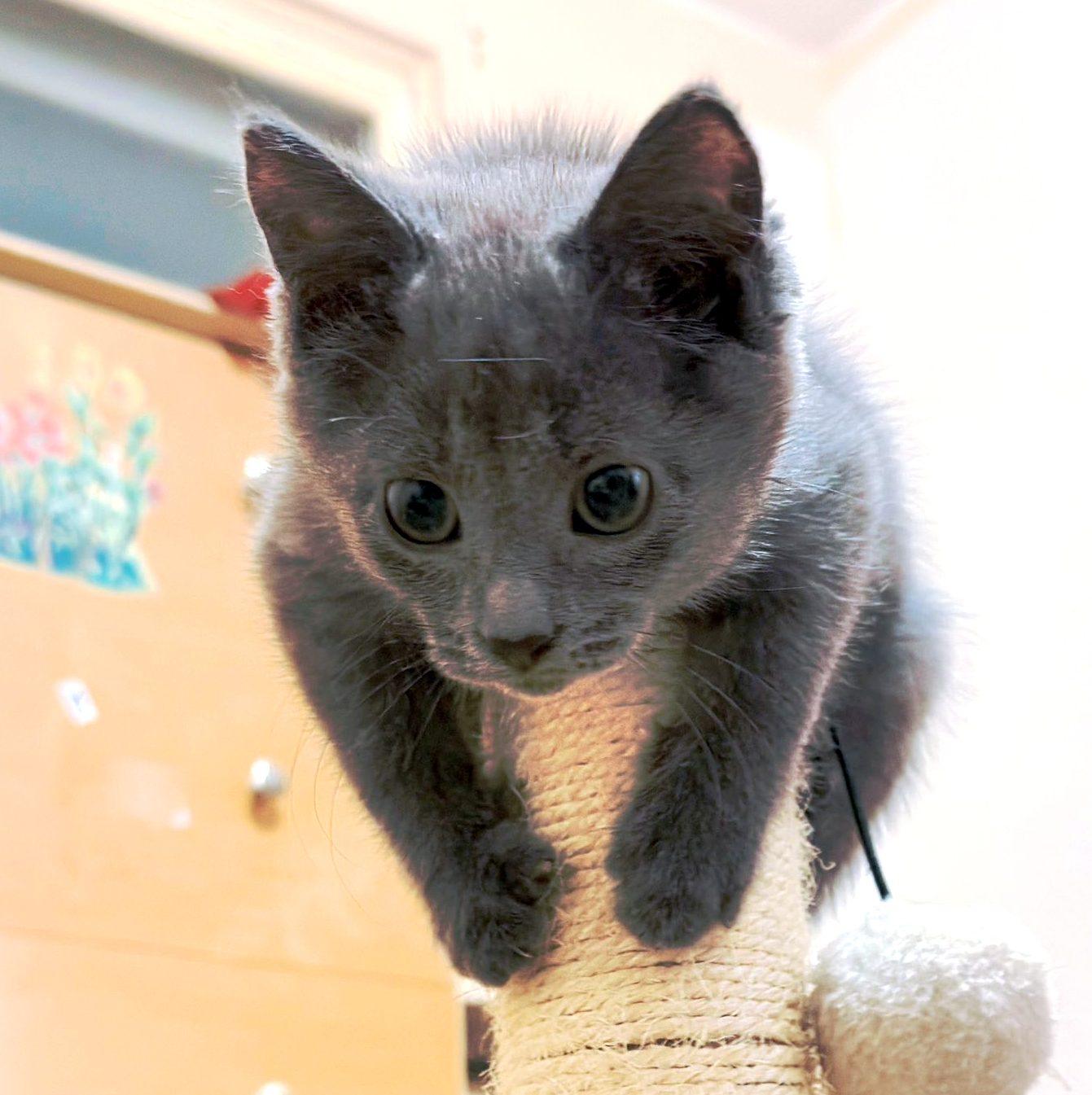 Enlarge Sango & Kagome, a ADOPTABLE Domestic Short Hair in Pittsburgh, PA image 4/6