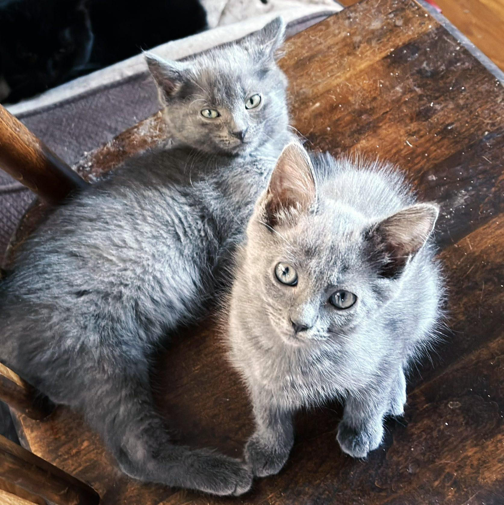 Sango & Kagome, ADOPTABLE, Kitten Female Domestic Short Hair.