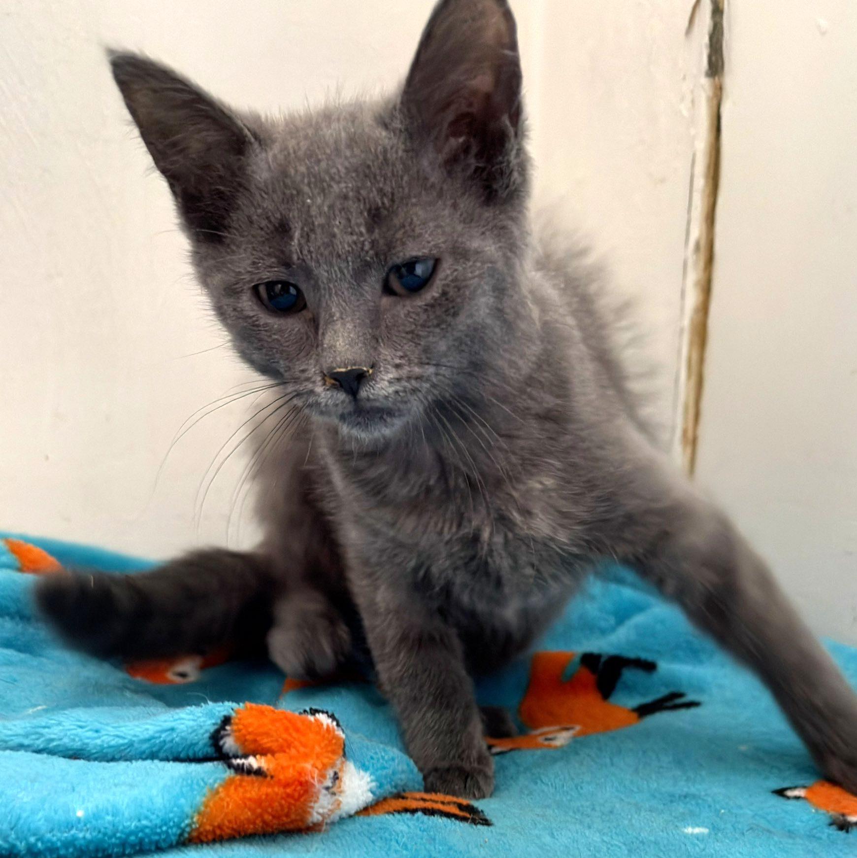 Enlarge Sango & Kagome, a ADOPTABLE Domestic Short Hair in Pittsburgh, PA image 6/6