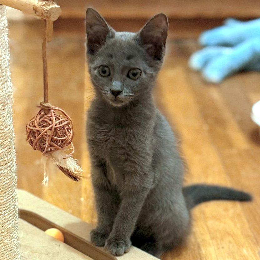 Enlarge Sango & Kagome, a ADOPTABLE Domestic Short Hair in Pittsburgh, PA image 3/6