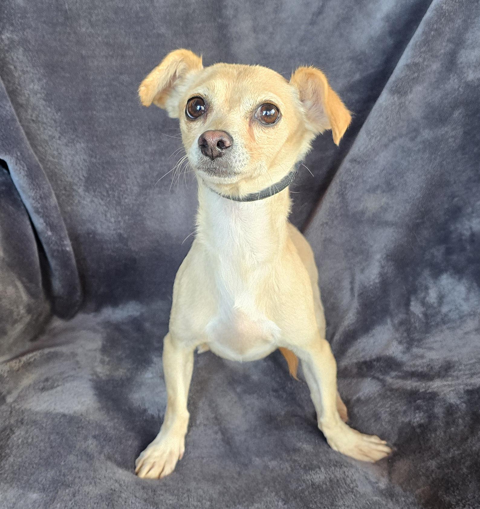 ​zen Master Lil Zac