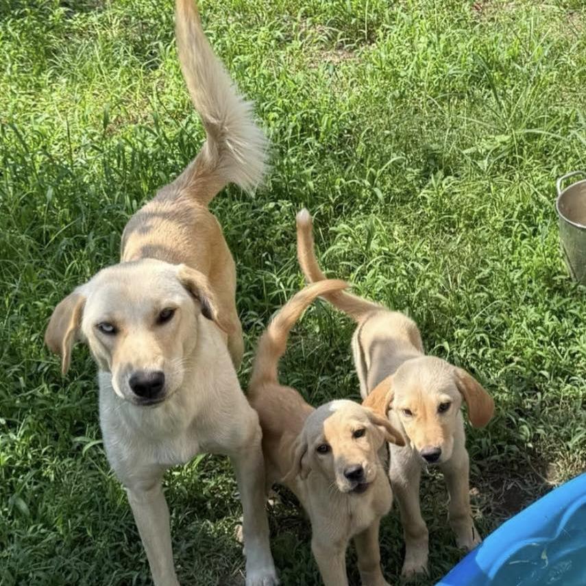 Charlie, Adoptable, Young Male Yellow Labrador Retriever & Husky.