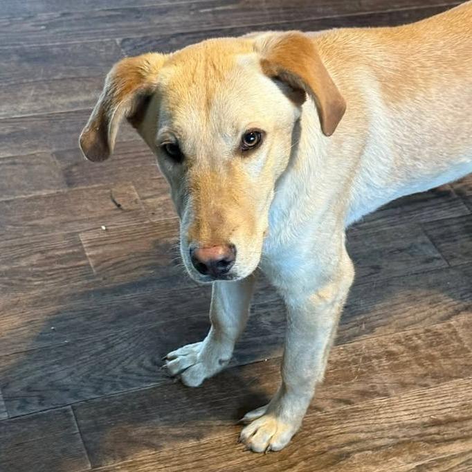 Enlarge Charlie, a Adoptable mixed breed in Myrtle Beach, SC image 2/2