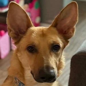 Enlarge GEORGIE, a ADOPTABLE mixed breed in Bakersfield, CA image 1/1