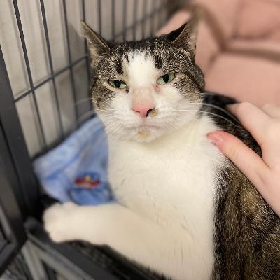 Luna, adopted, Adult Female Domestic Short Hair.
