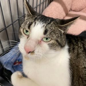 Enlarge Luna, an adopted Domestic Short Hair in Kankakee, IL image 3/3