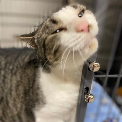 Enlarge Luna, an adopted Domestic Short Hair in Kankakee, IL image 2/3