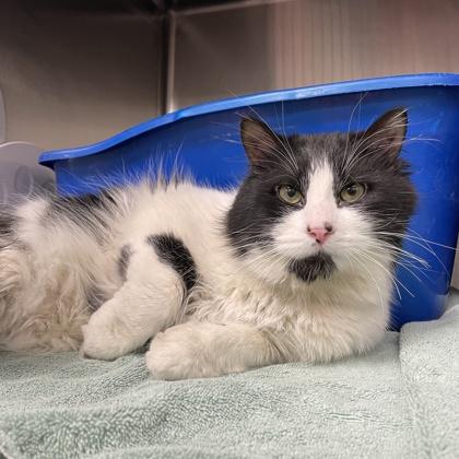 Severus (Bashful Buddy), Adoptable, Adult Male Domestic Long Hair & Domestic Short Hair.