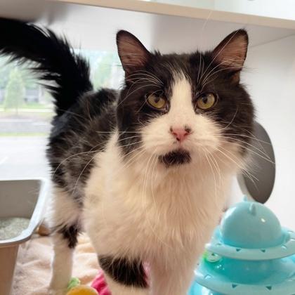 Enlarge Severus (Bashful Buddy), a Adoptable mixed breed in Wheaton, IL image 2/2