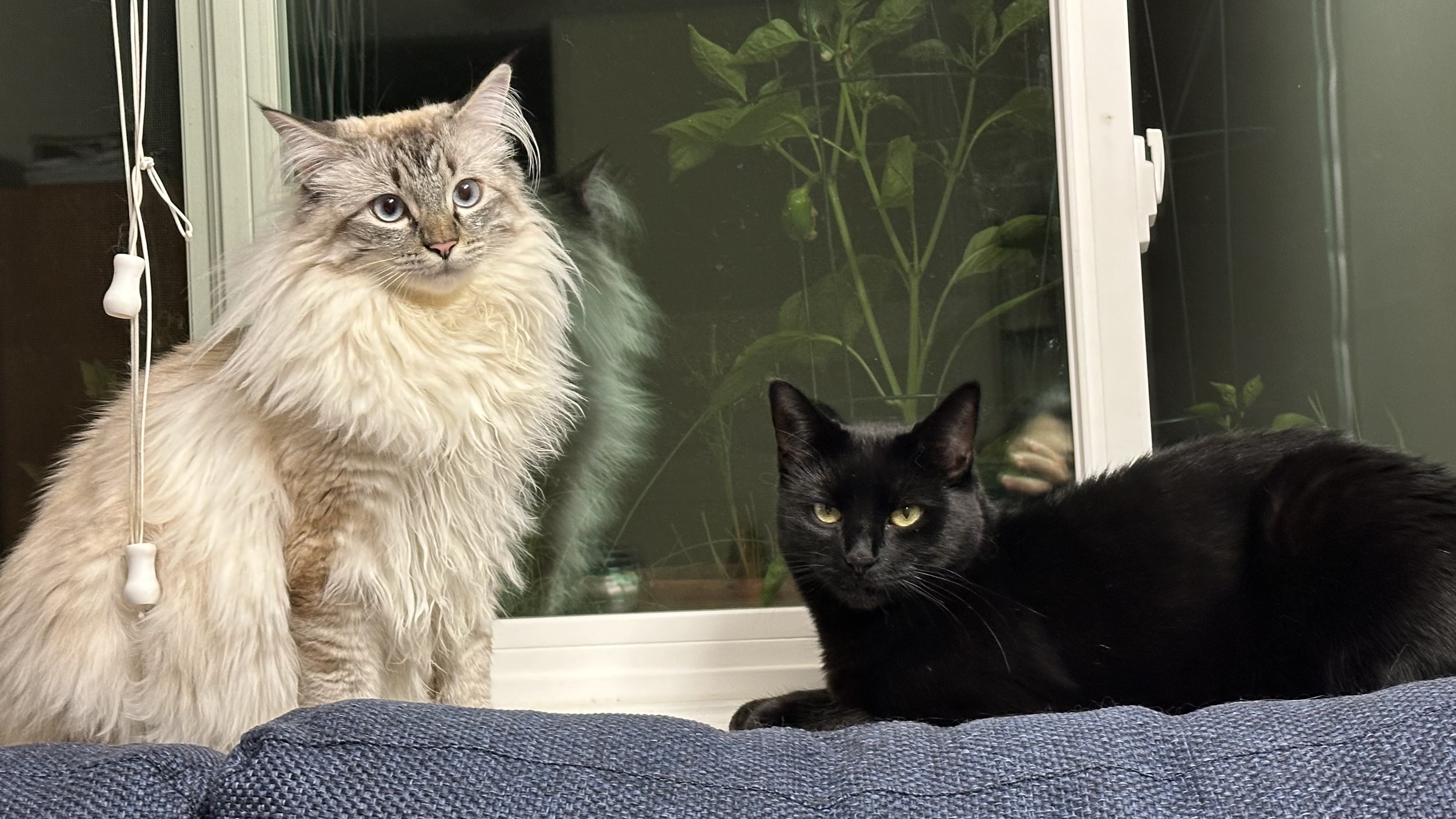 Enlarge Princess & Eevie, a Adopted Domestic Medium Hair in MAPLE RIDGE, BC image 1/4