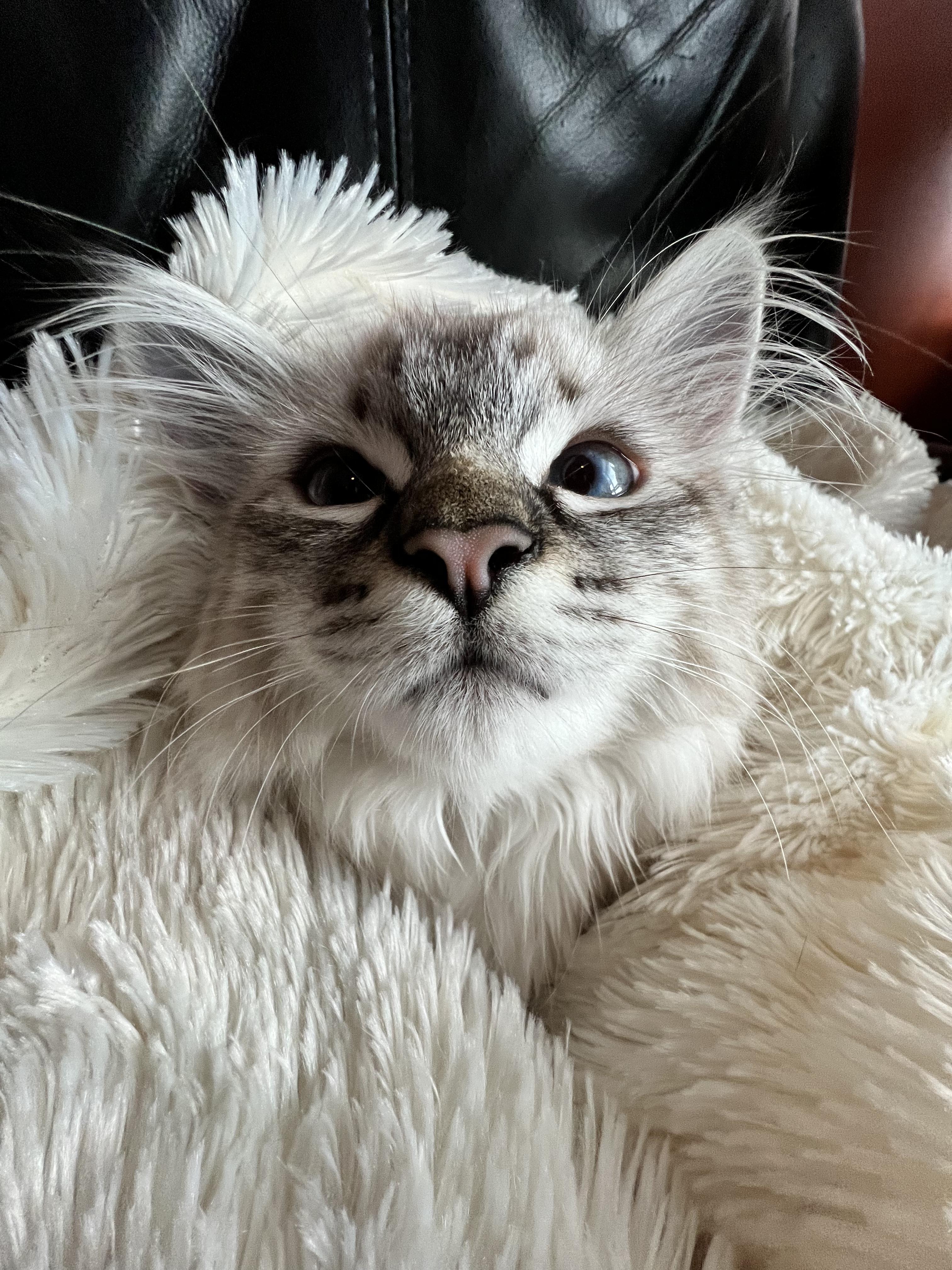 Enlarge Princess & Eevie, a Adopted Domestic Medium Hair in MAPLE RIDGE, BC image 4/4