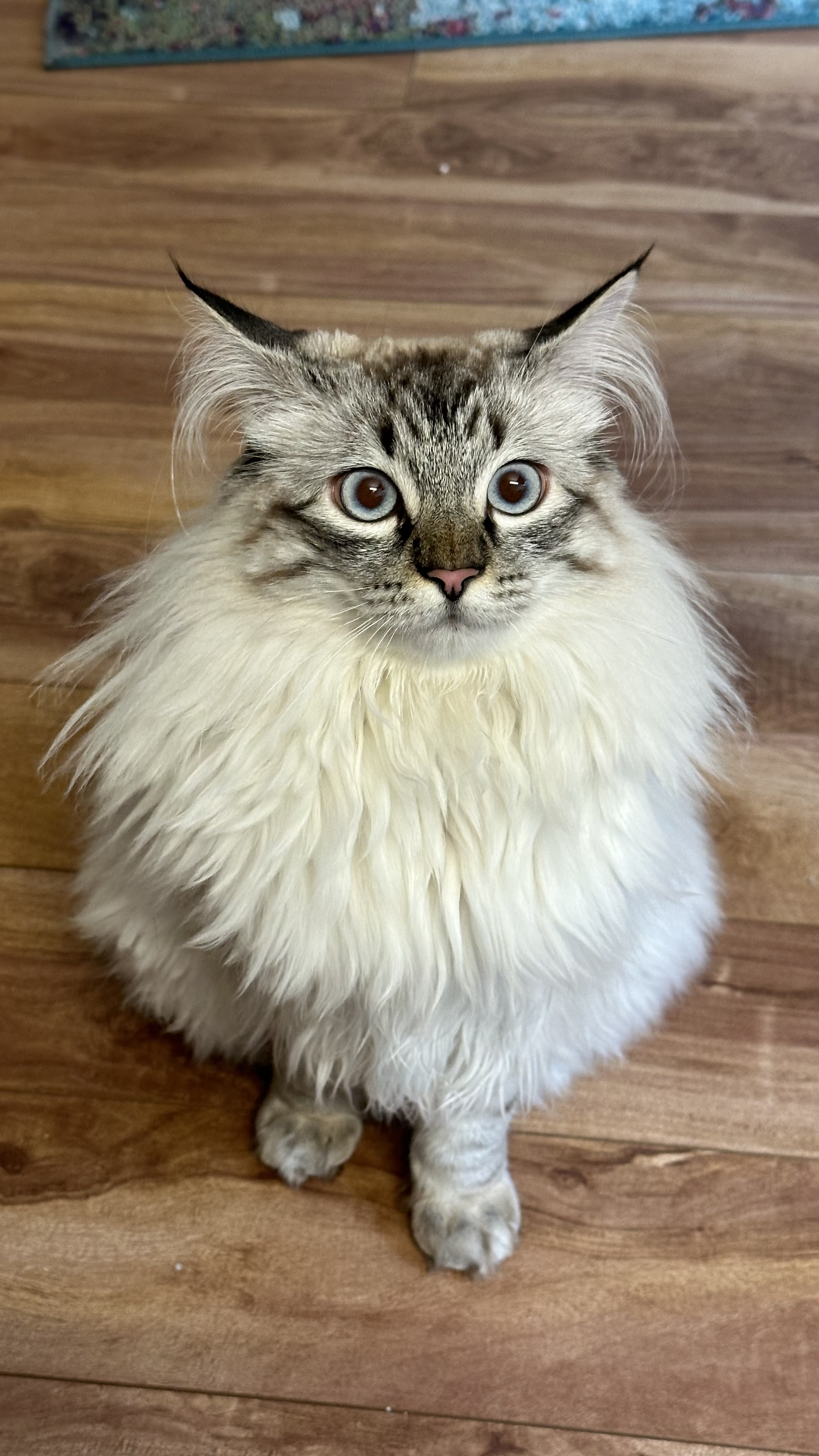 Enlarge Princess & Eevie, a Adopted Domestic Medium Hair in MAPLE RIDGE, BC image 2/4