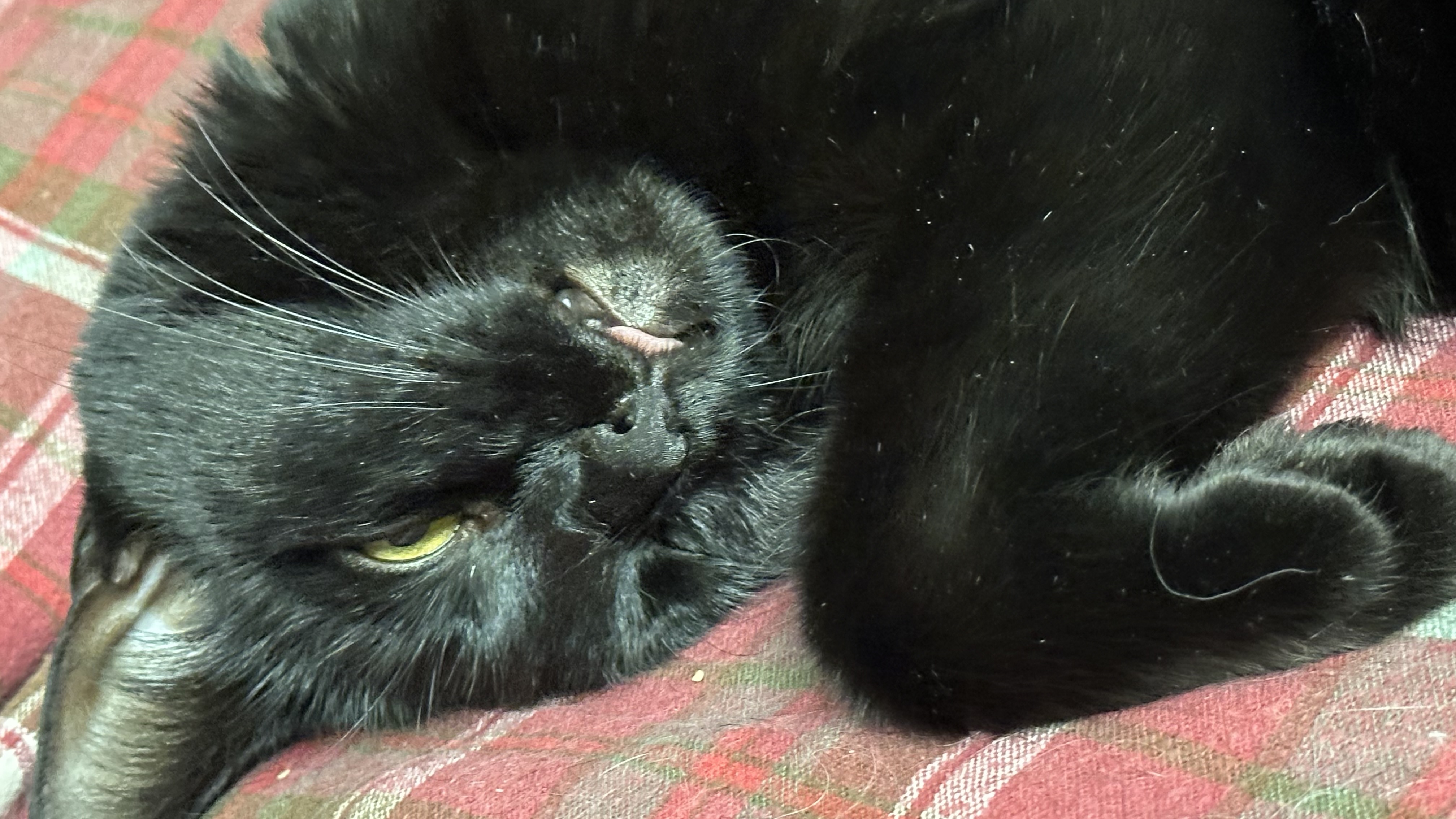 Enlarge Princess & Eevie, a Adopted Domestic Medium Hair in MAPLE RIDGE, BC image 3/4