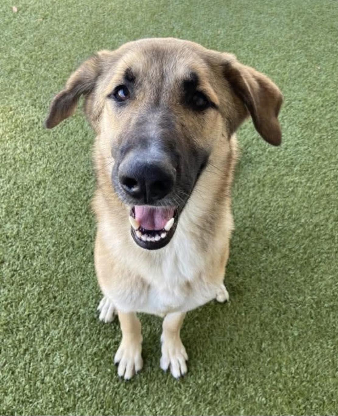 Enlarge Lyla, a ADOPTABLE mixed breed in Bethel, VT image 4/6