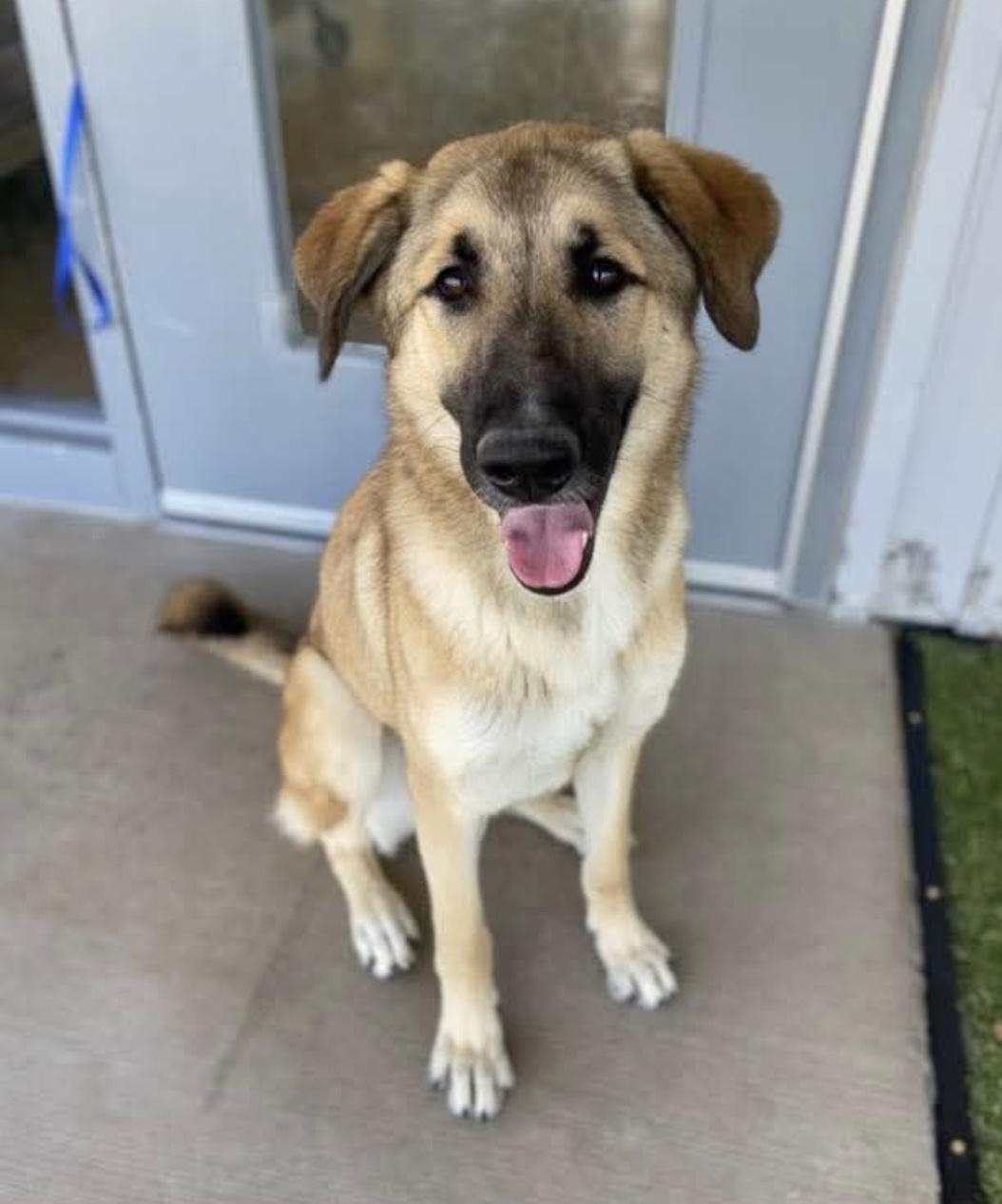 Enlarge Lyla, a ADOPTABLE mixed breed in Bethel, VT image 6/6