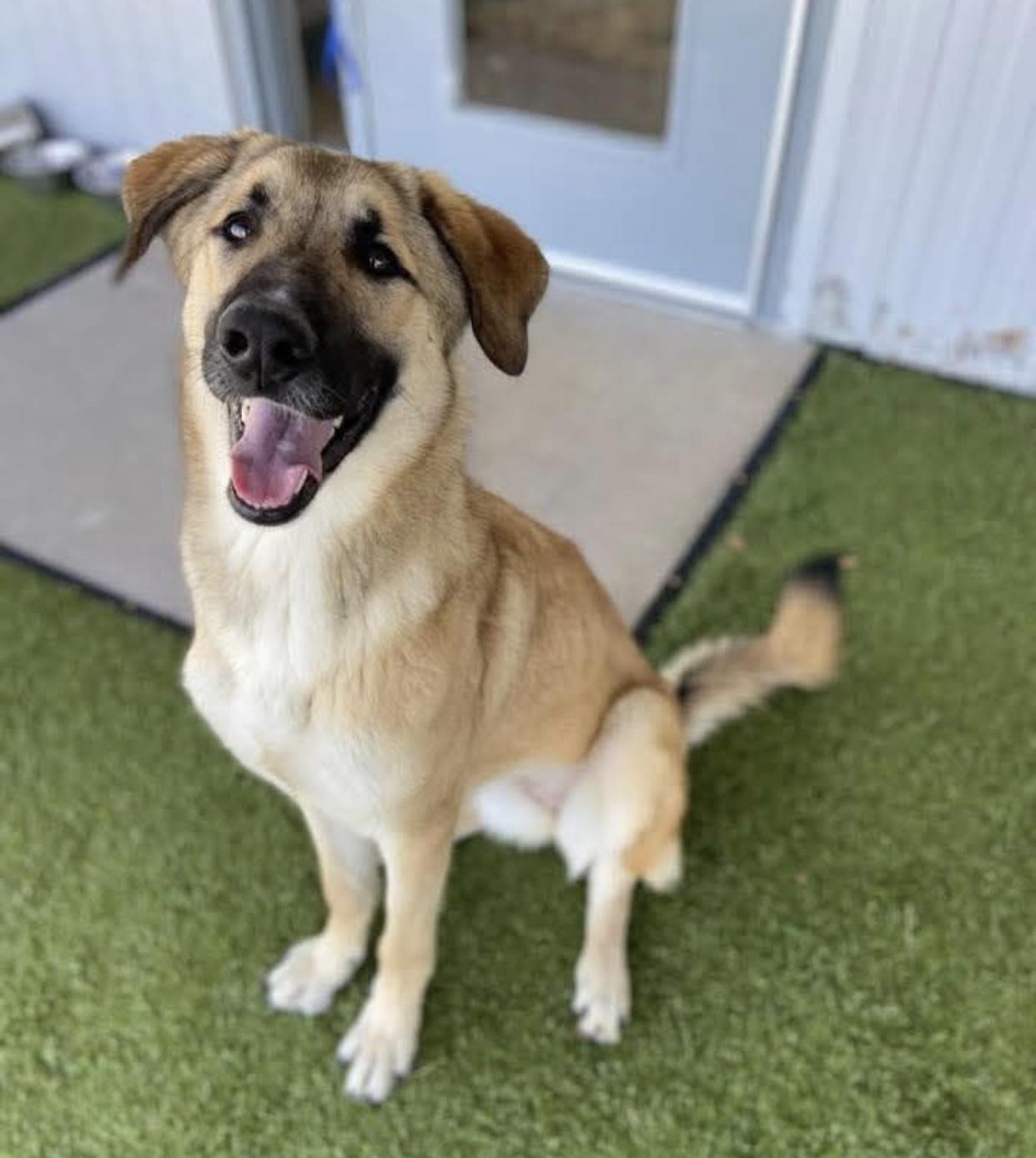 Enlarge Lyla, a ADOPTABLE mixed breed in Bethel, VT image 5/6