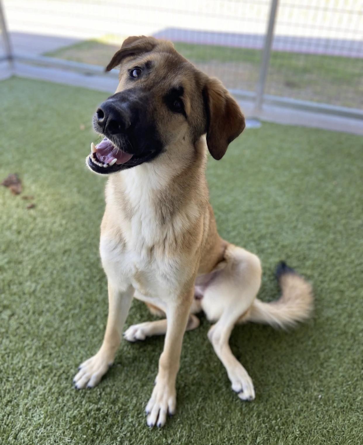 Enlarge Lyla, a ADOPTABLE mixed breed in Bethel, VT image 1/6