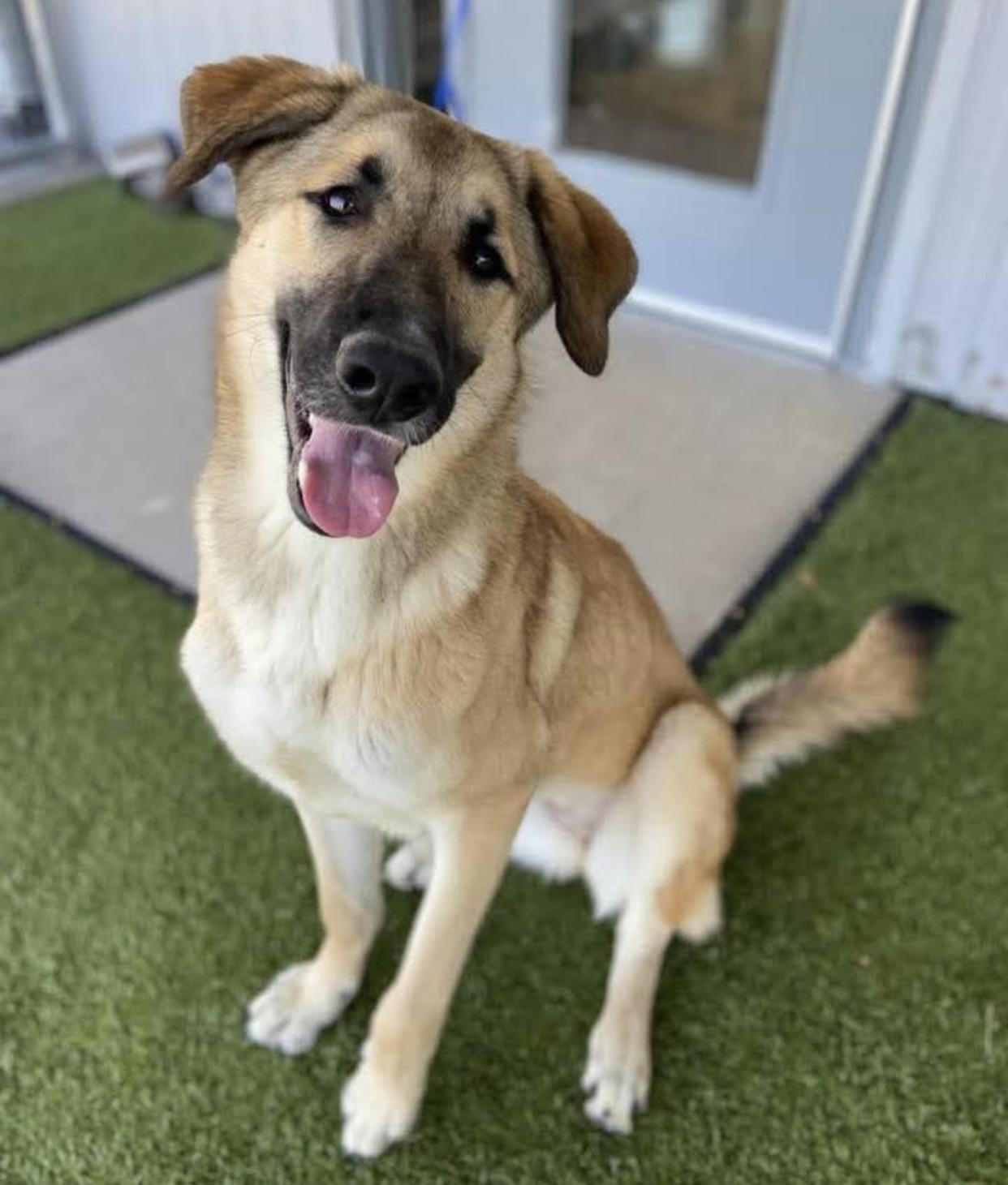 Enlarge Lyla, a ADOPTABLE mixed breed in Bethel, VT image 2/6