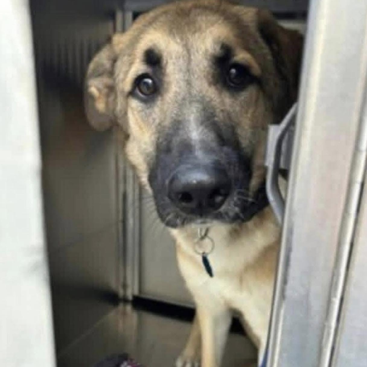 Enlarge Lyla, a ADOPTABLE mixed breed in Bethel, VT image 3/6