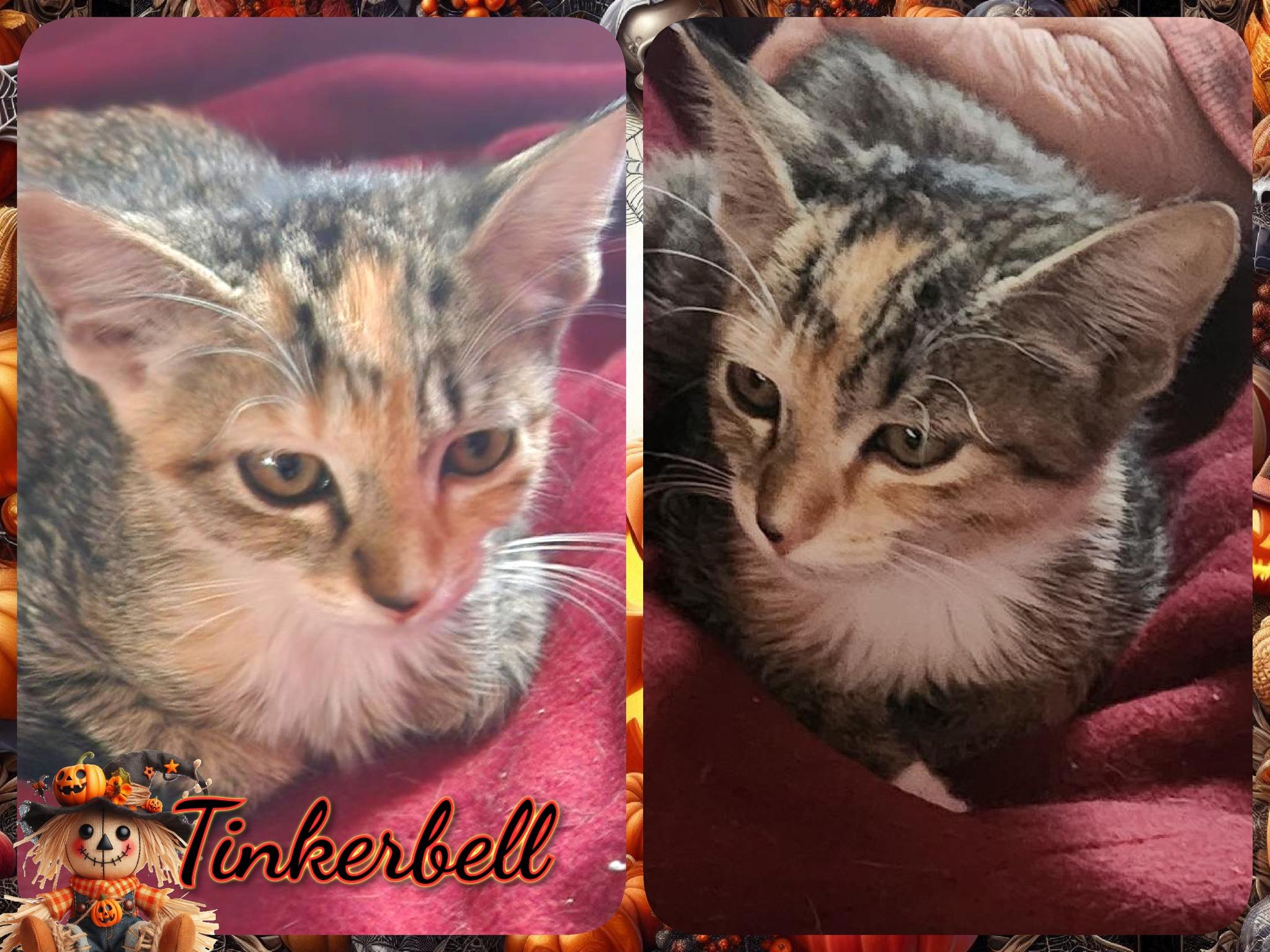 Tinkerbell, Adopted, Kitten Female Domestic Short Hair.