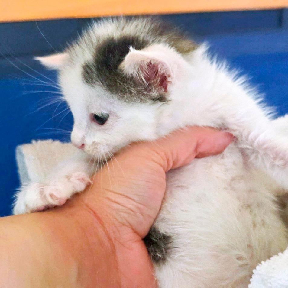Enlarge Plum, a Adoptable Domestic Short Hair in Chapel Hill, NC image 1/2