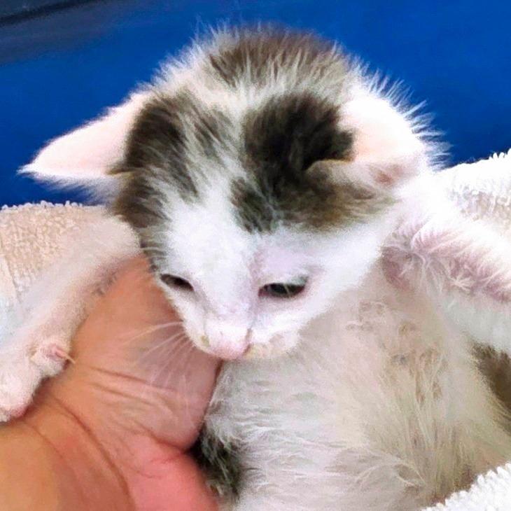 Enlarge Plum, a Adoptable Domestic Short Hair in Chapel Hill, NC image 2/2