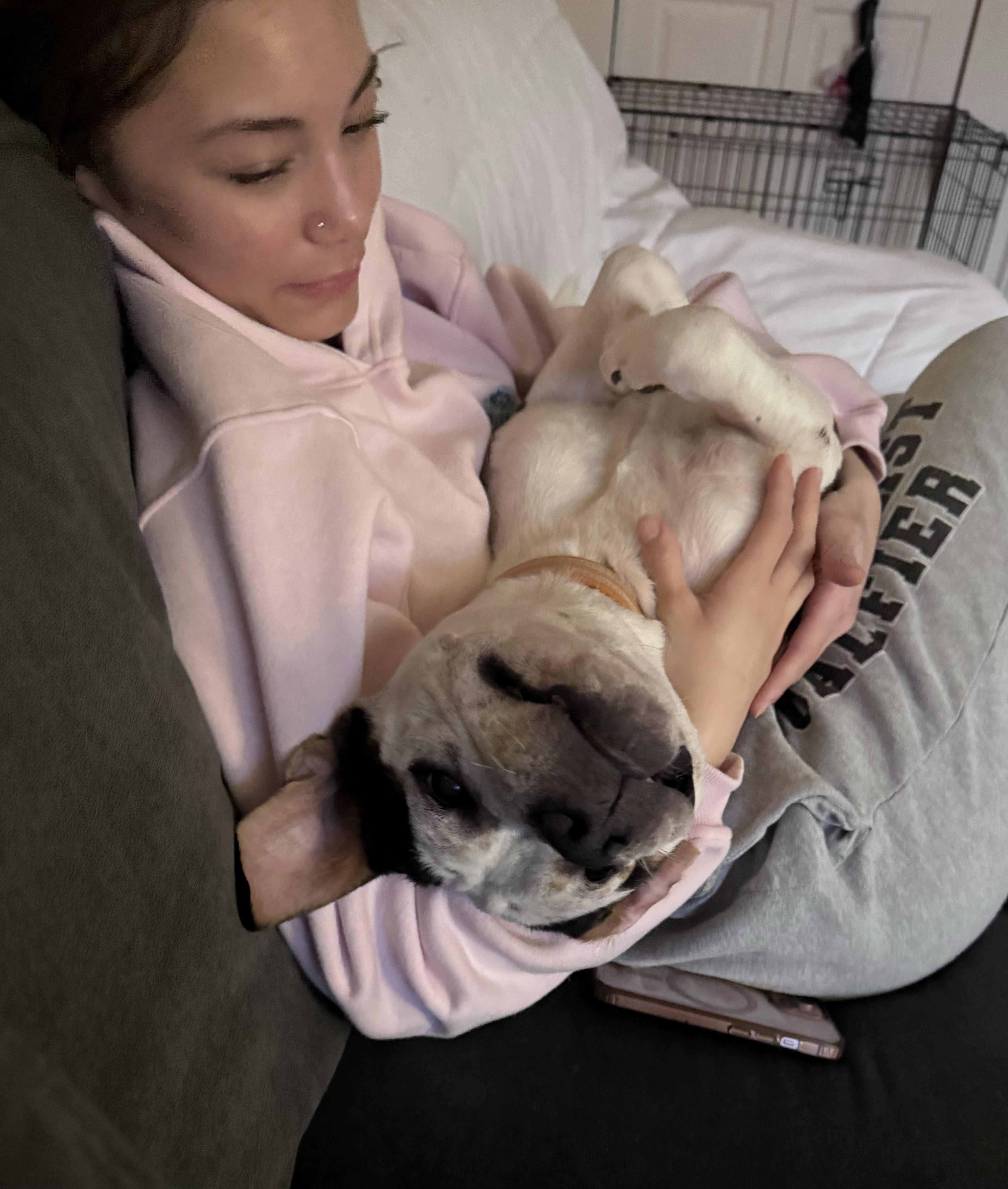 Enlarge Alfred, an adopted mixed breed in Leesburg, VA image 5/6