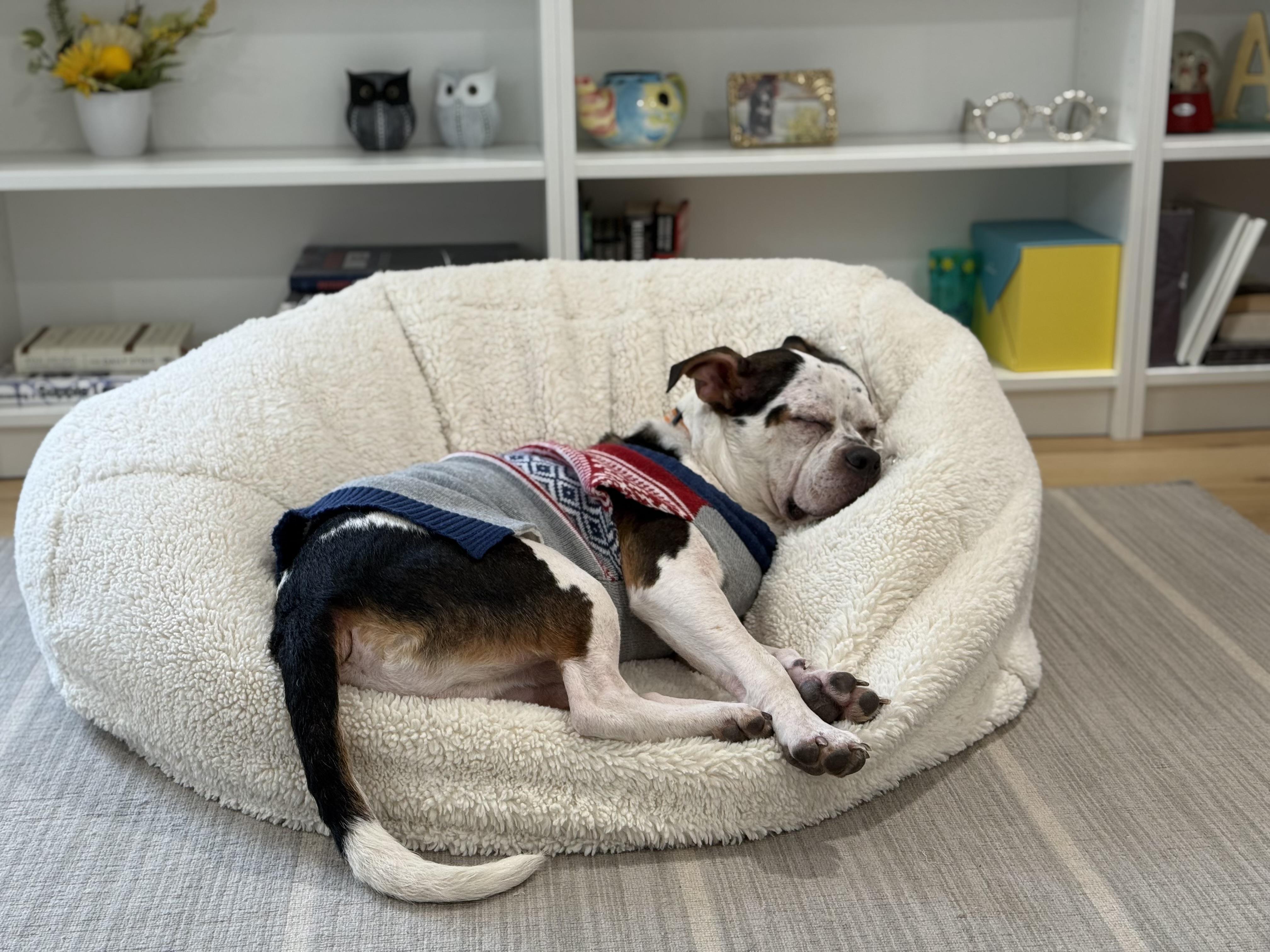 Enlarge Alfred, an adopted mixed breed in Leesburg, VA image 6/6