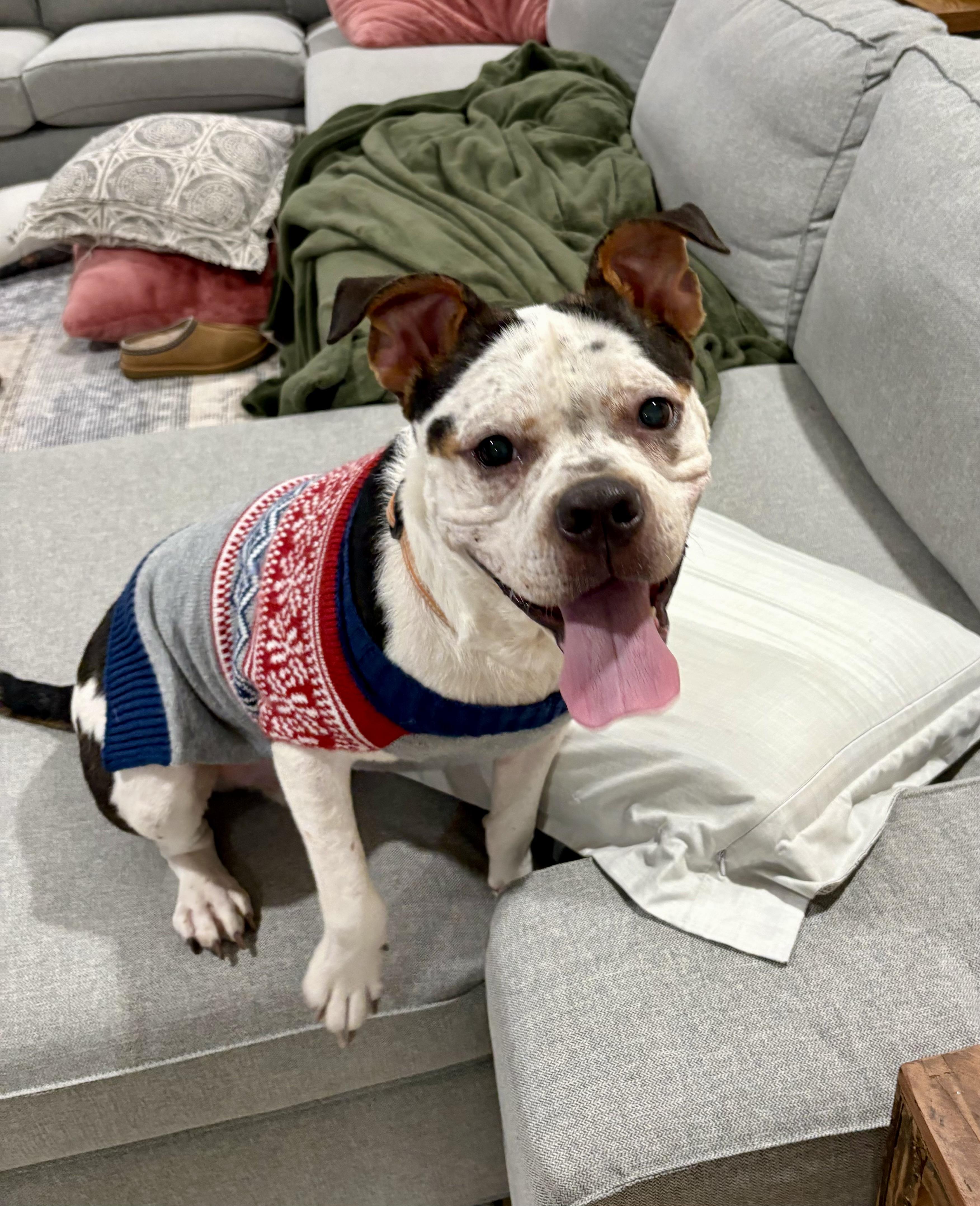 Alfred, ADOPTABLE, Adult Male English Bulldog & Beagle.