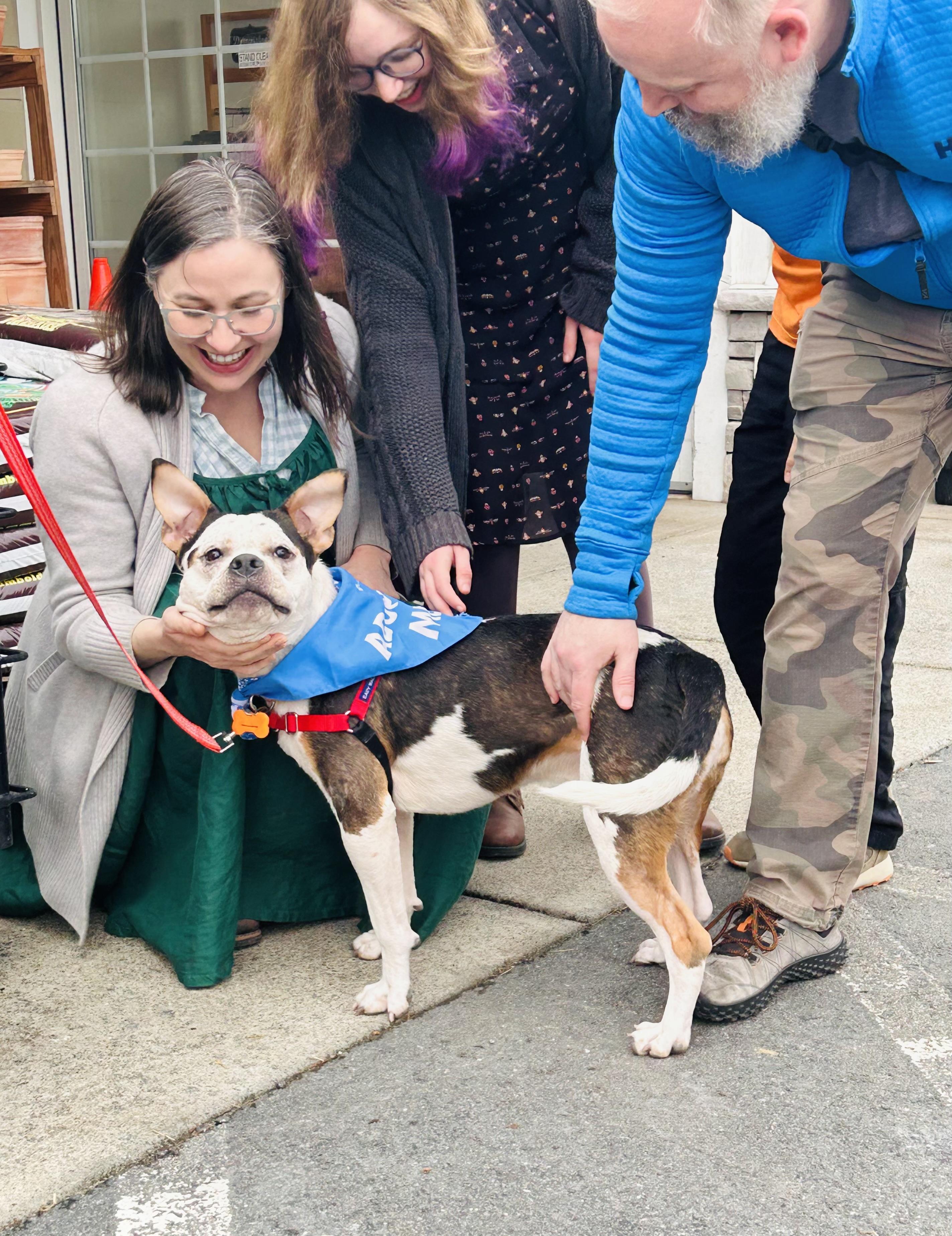 Enlarge Alfred, an adopted mixed breed in Leesburg, VA image 4/6