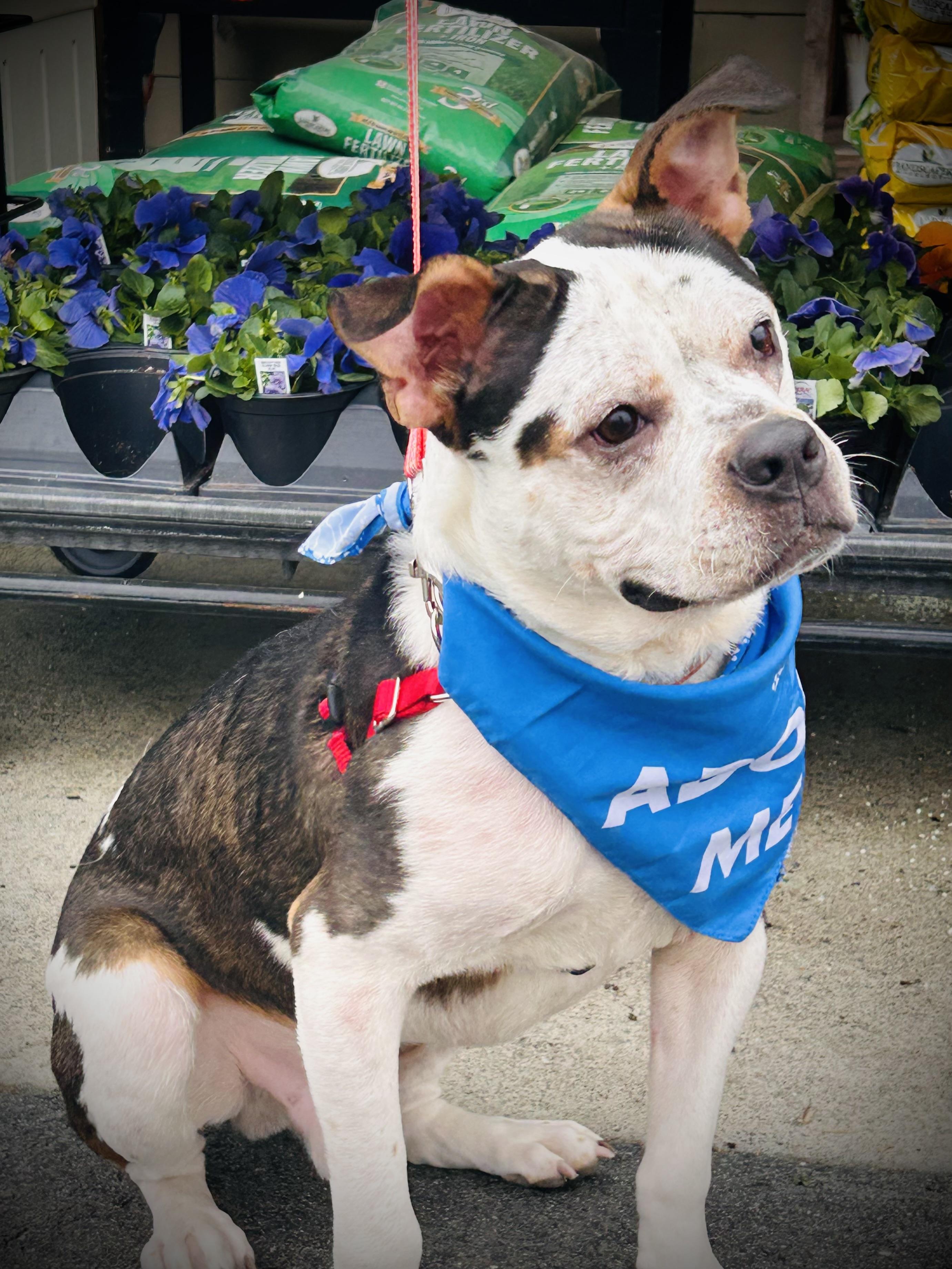 Enlarge Alfred, an adopted mixed breed in Leesburg, VA image 1/6