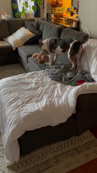 Enlarge Alfred, an adopted mixed breed in Leesburg, VA video 3/6