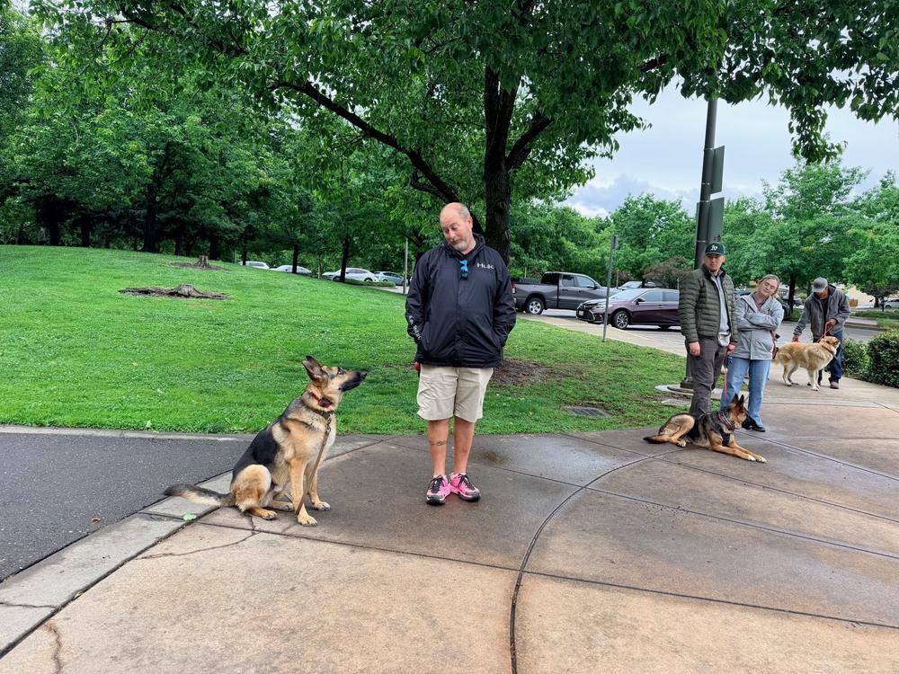Gio, Adoptable, Adult Male German Shepherd Dog.
