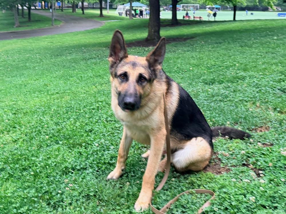 Enlarge Gio, a Adoptable German Shepherd Dog in Shingle Springs, CA image 2/5