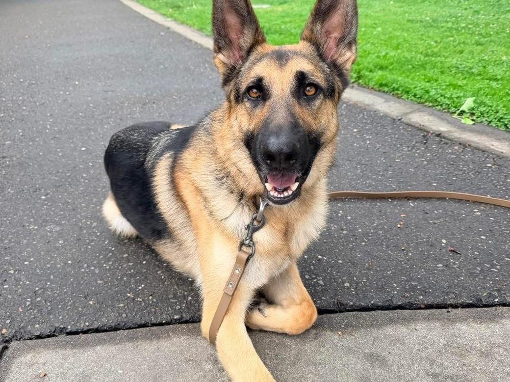 Enlarge Gio, a Adoptable German Shepherd Dog in Shingle Springs, CA image 3/5