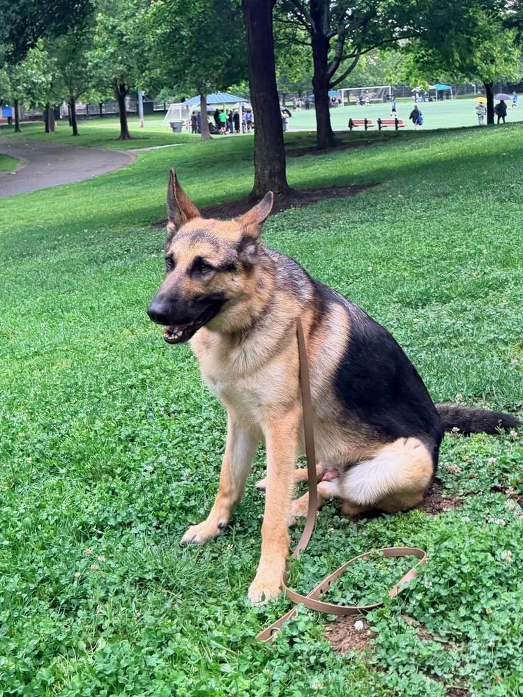 Enlarge Gio, a Adoptable German Shepherd Dog in Shingle Springs, CA image 4/5