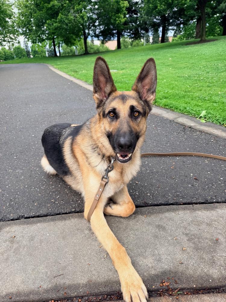 Enlarge Gio, a Adoptable German Shepherd Dog in Shingle Springs, CA image 5/5