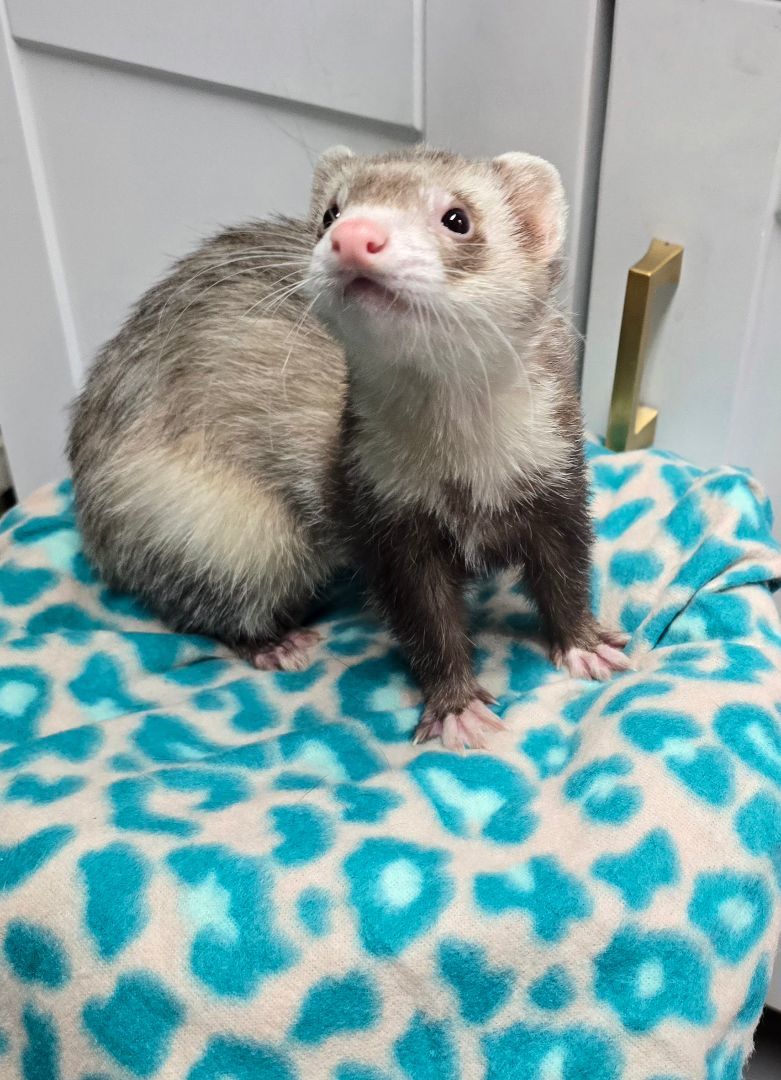 Ferret for adoption Pepe, a Ferret in Randolph, NJ Petfinder