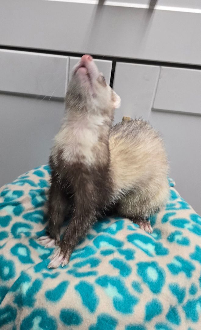 Ferret for adoption Pepe, a Ferret in Randolph, NJ Petfinder