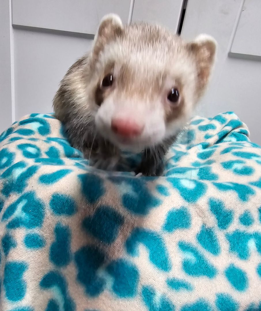 Ferret for adoption Pepe, a Ferret in Randolph, NJ Petfinder