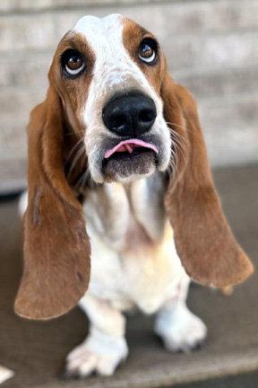 JOLENE - ADOPTION PENDING!, Adoptable, Young Female Basset Hound.