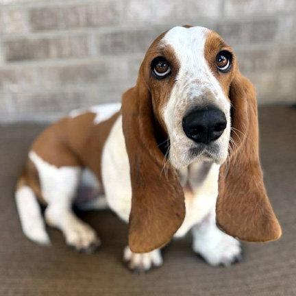 Enlarge JOLENE - ADOPTION PENDING!, a Adoptable Basset Hound in Mays Landing, NJ image 2/3