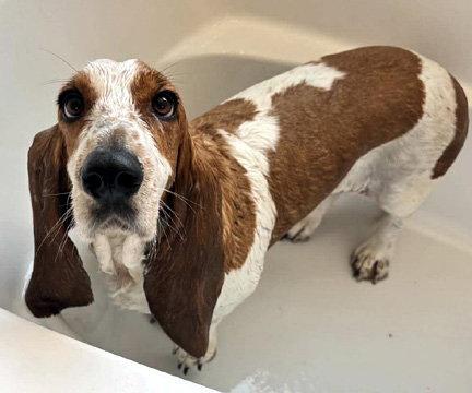 Enlarge JOLENE - ADOPTION PENDING!, a Adoptable Basset Hound in Mays Landing, NJ image 3/3