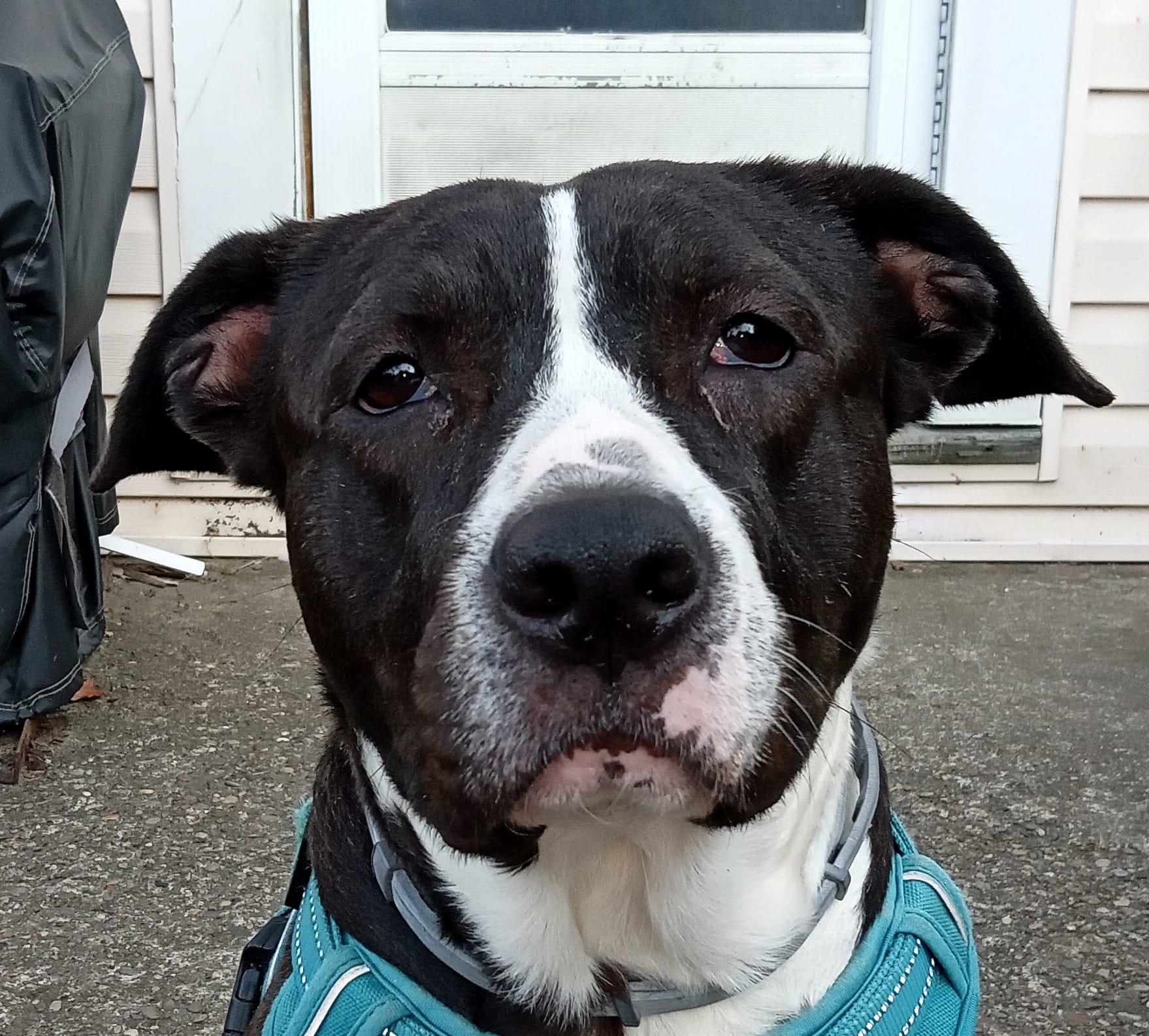 Enlarge Cash, a Adoptable mixed breed in Pittsburgh, PA image 1/5