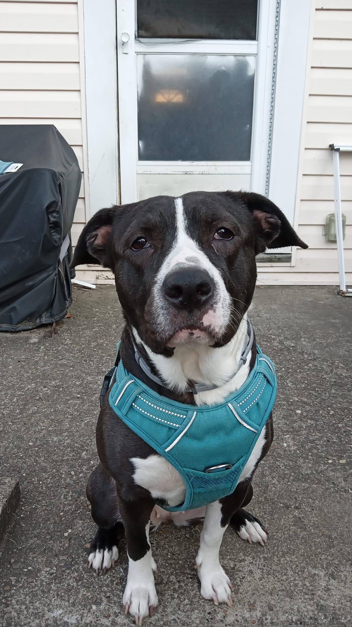 Enlarge Cash, a Adoptable mixed breed in Pittsburgh, PA image 2/5