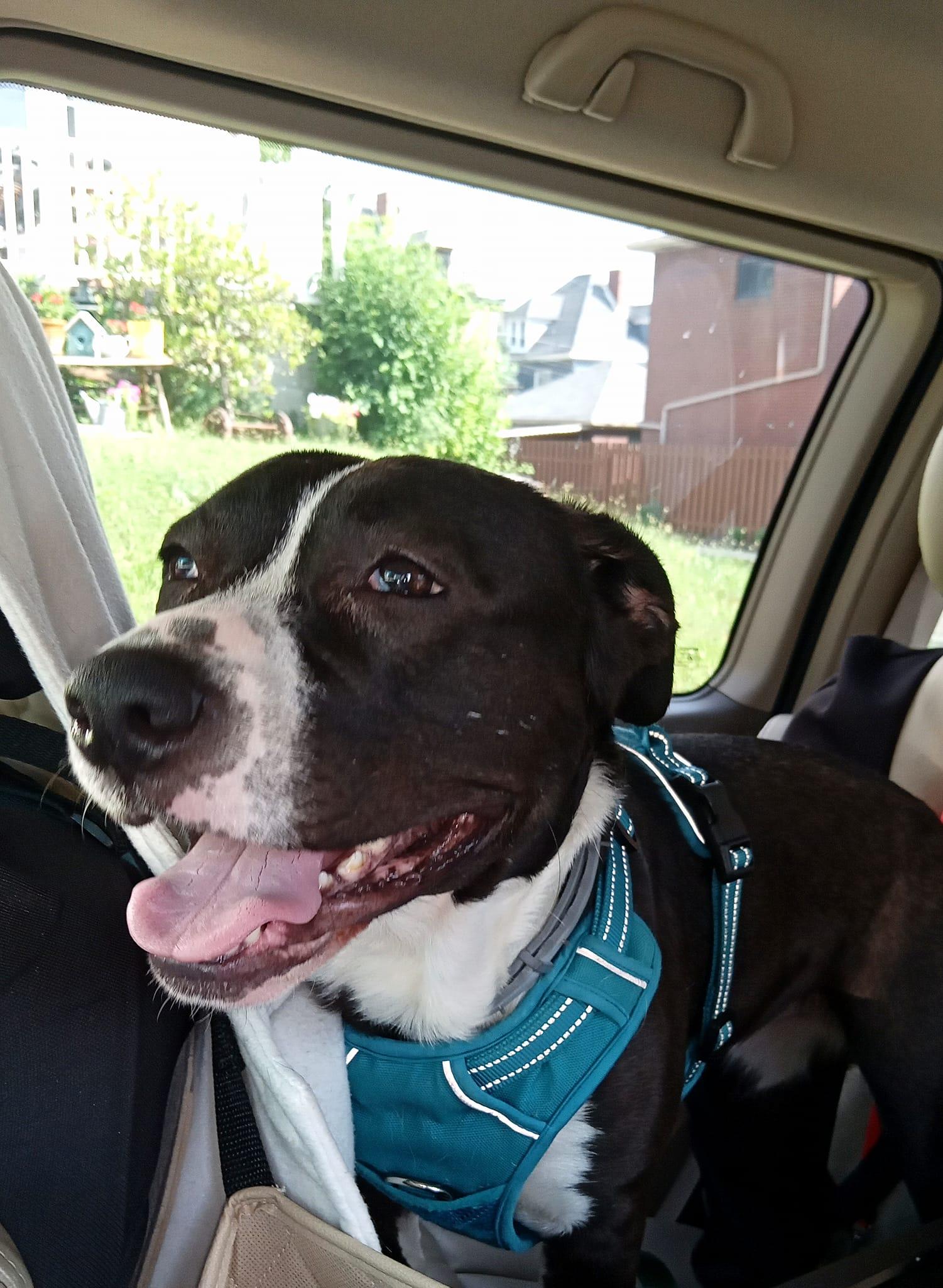 Enlarge Cash, a Adoptable mixed breed in Pittsburgh, PA image 3/5