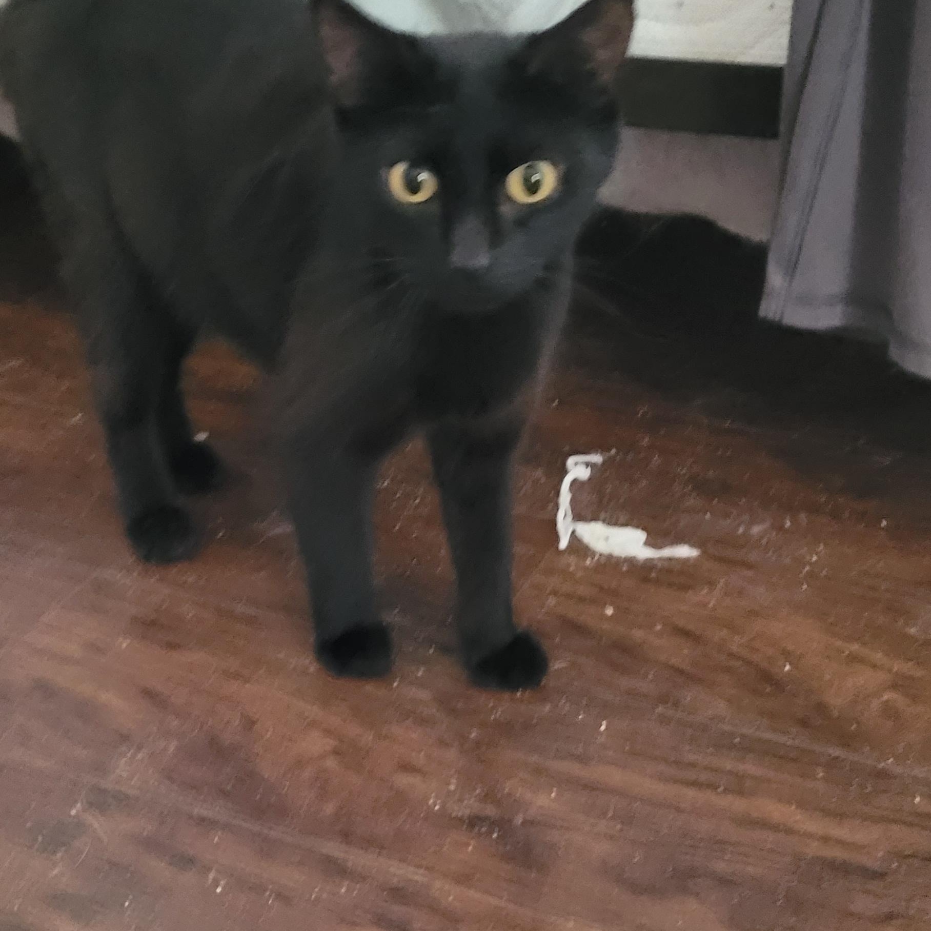 Kuro, a Adoptable mixed breed in Lawrenceville, GA image 3/4