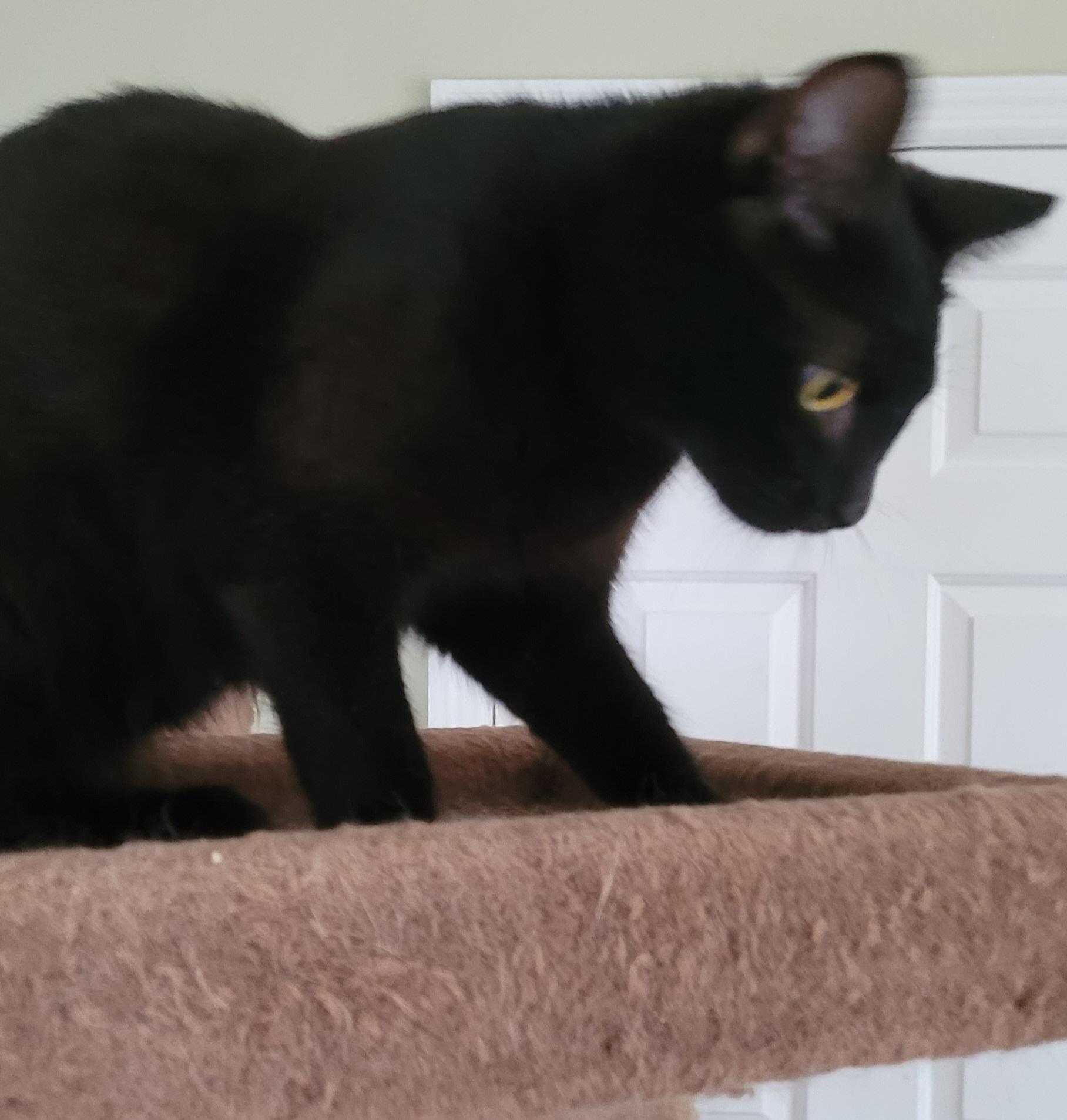 Kuro, a Adoptable mixed breed in Lawrenceville, GA image 4/4